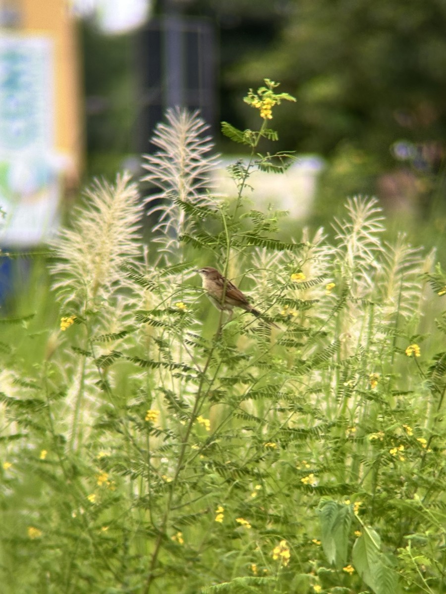 Striated Grassbird - ML642635376