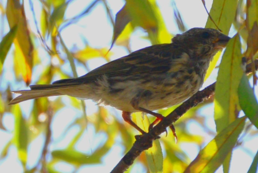Rose-breasted Grosbeak - ML642635384