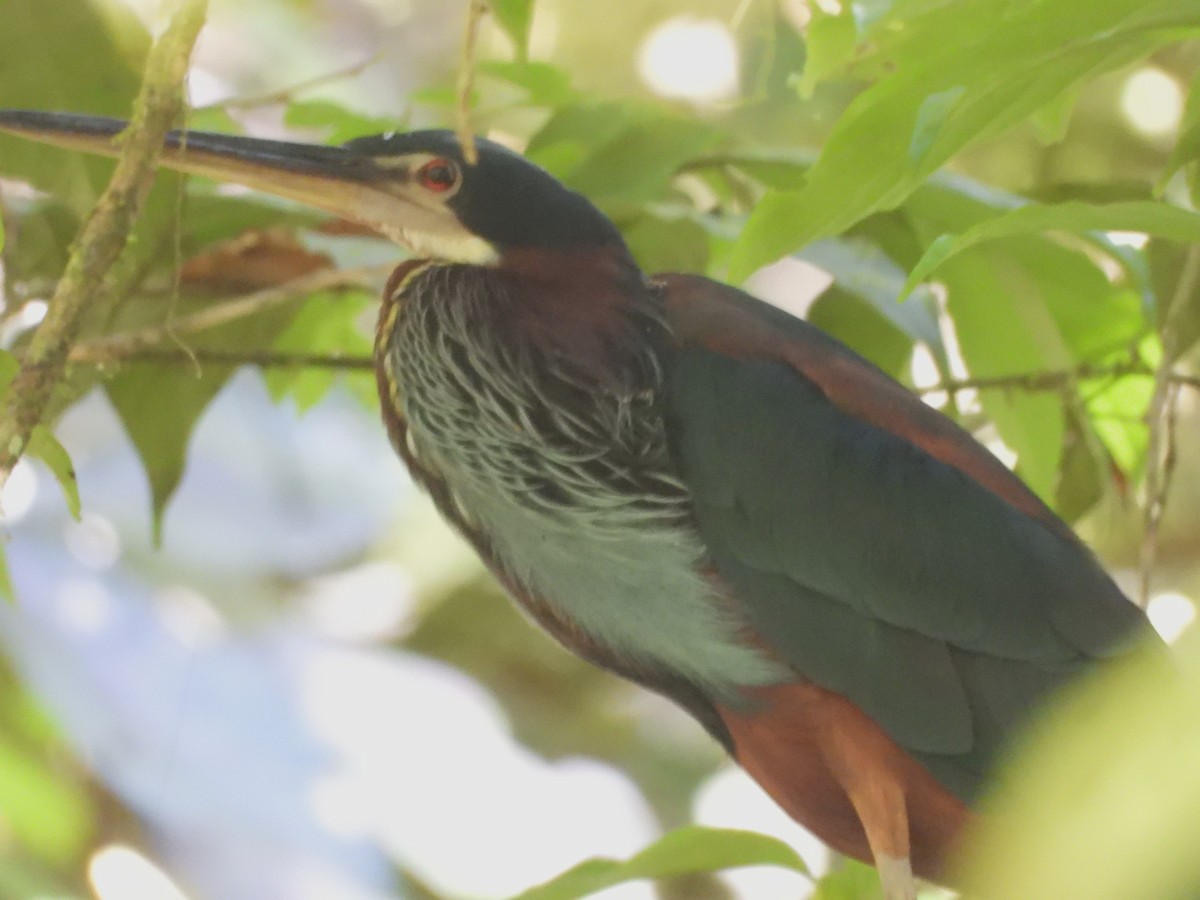 Agami Heron - ML642635406