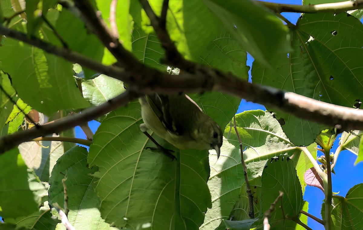 Amakihi d'Oahu - ML642635420