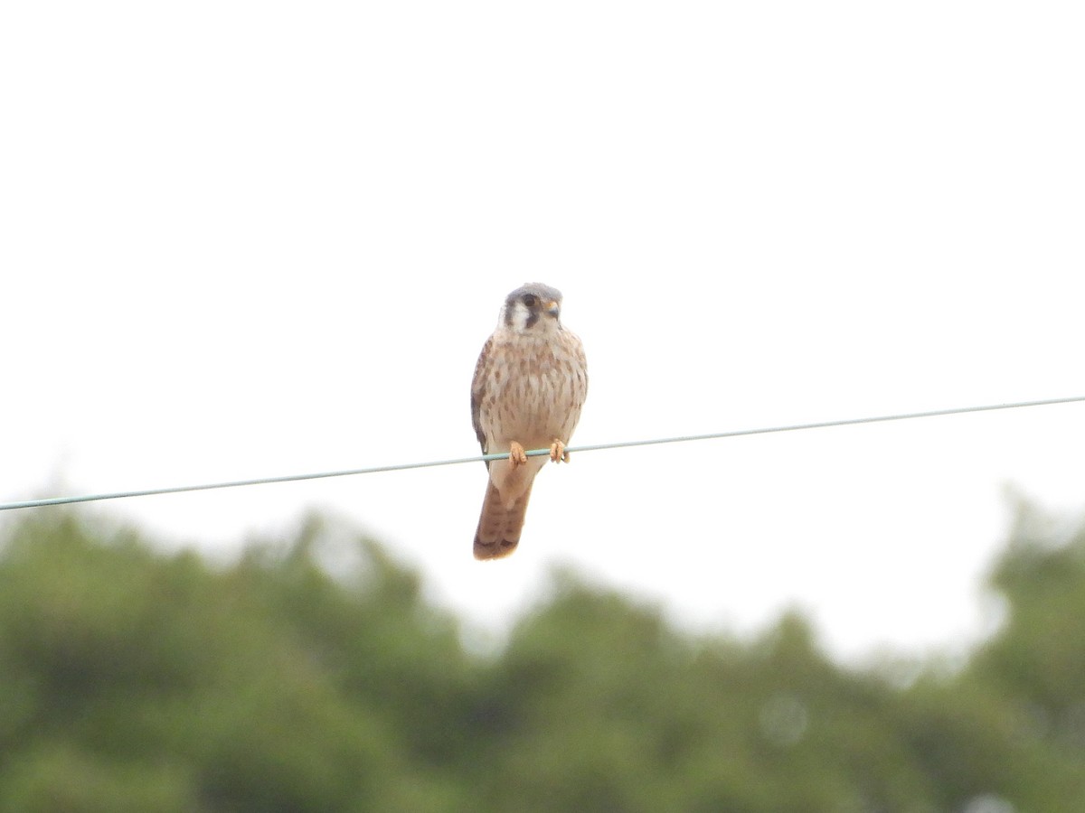 American Kestrel - ML642635427
