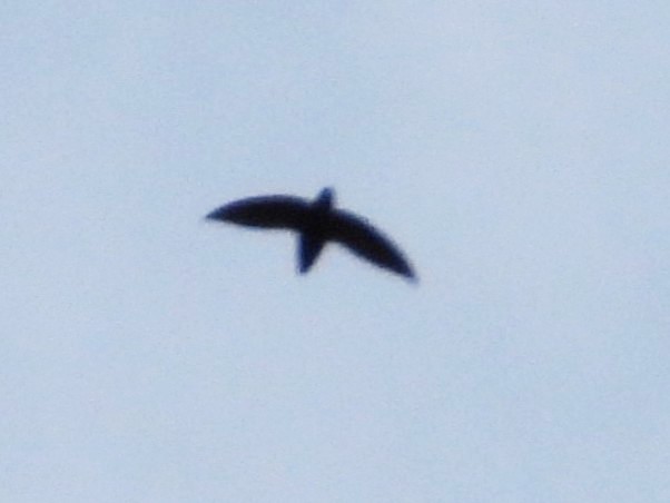 Short-tailed Swift - ML642635432