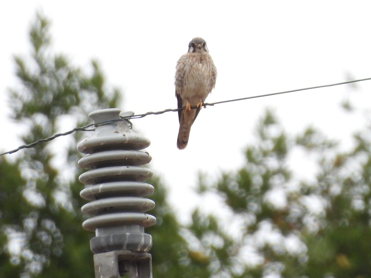 American Kestrel - ML642635442