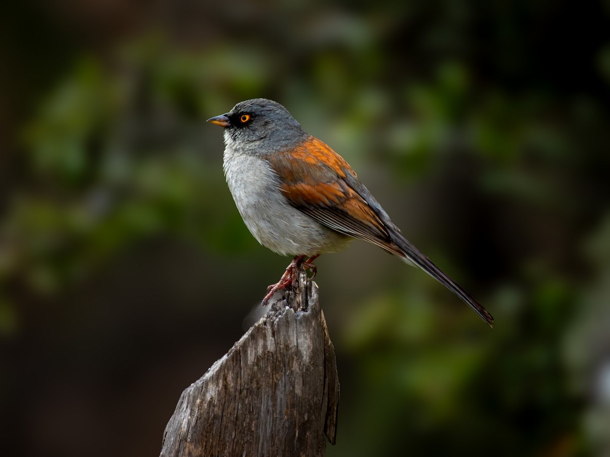 Yellow-eyed Junco - ML642635446