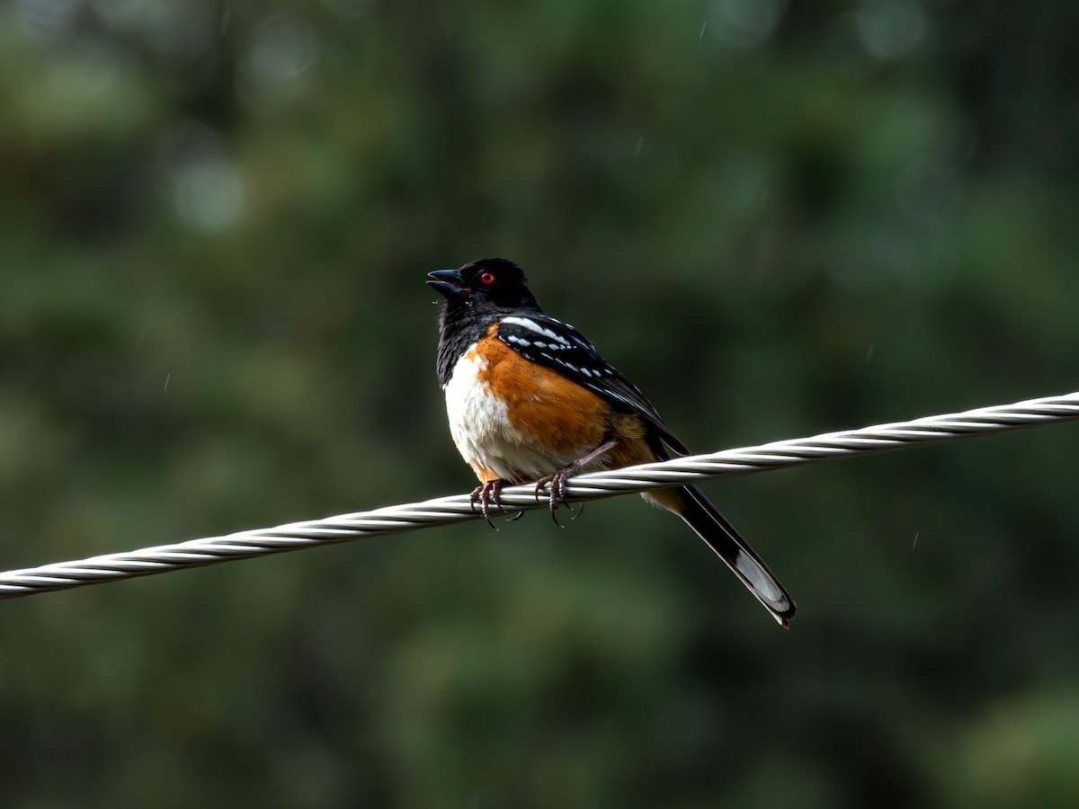 Spotted Towhee - ML642635451
