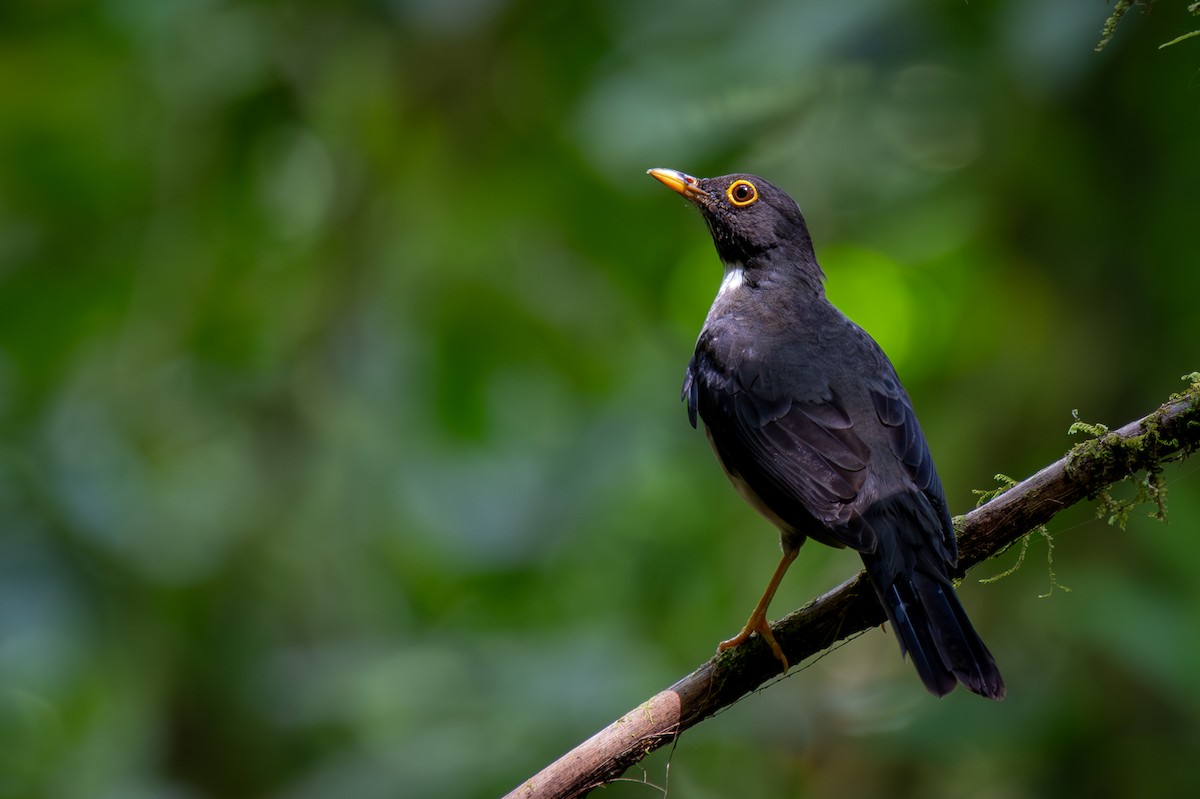 White-throated Thrush - ML642635453