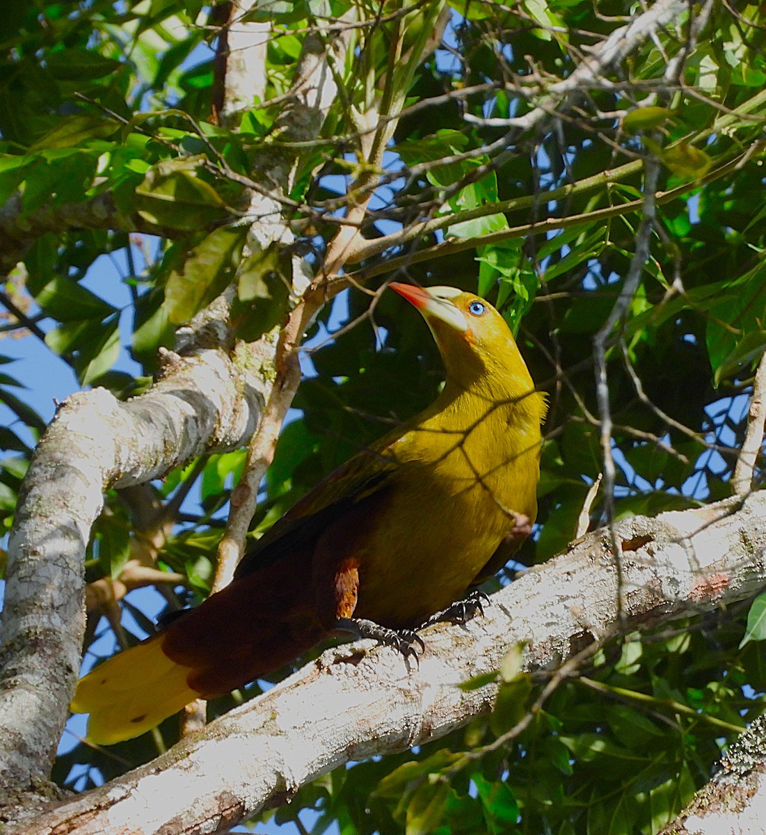 Green Oropendola - ML642635455