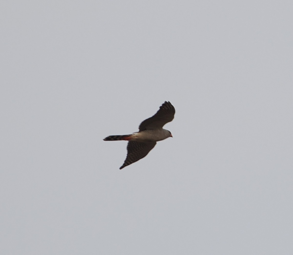 Gabar Goshawk - ML642635489