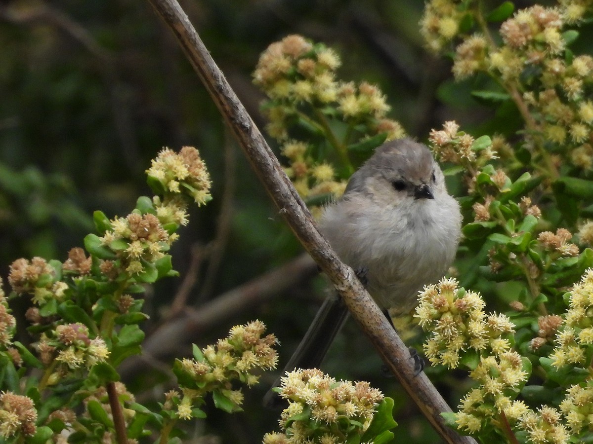 Bushtit - ML642635498