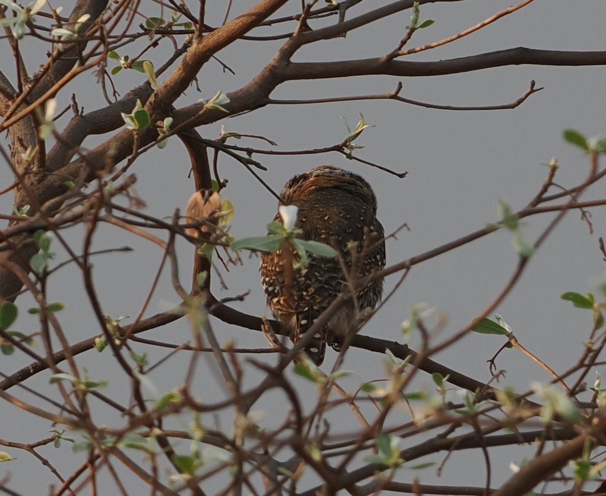 Pearl-spotted Owlet - ML642635507