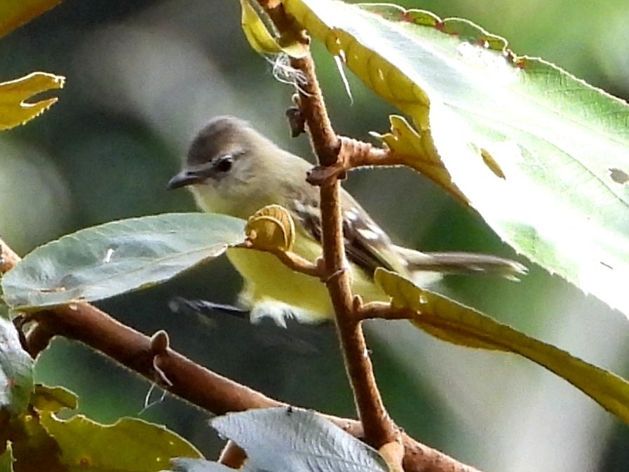 Southern Beardless-Tyrannulet - ML642635536