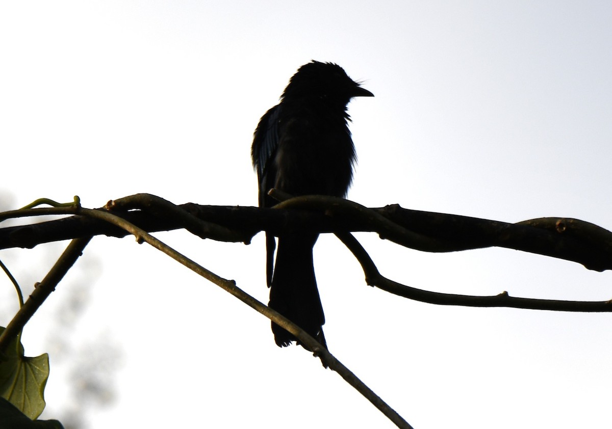 Bronzed Drongo - ML642635539