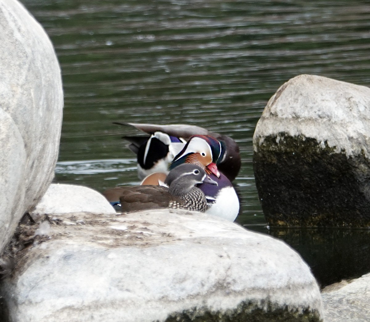 Mandarin Duck - ML642635549