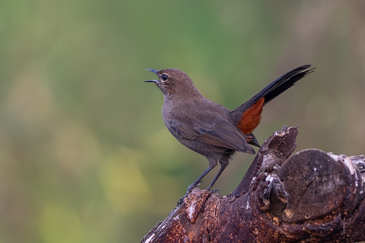 Indian Robin - ML642635553