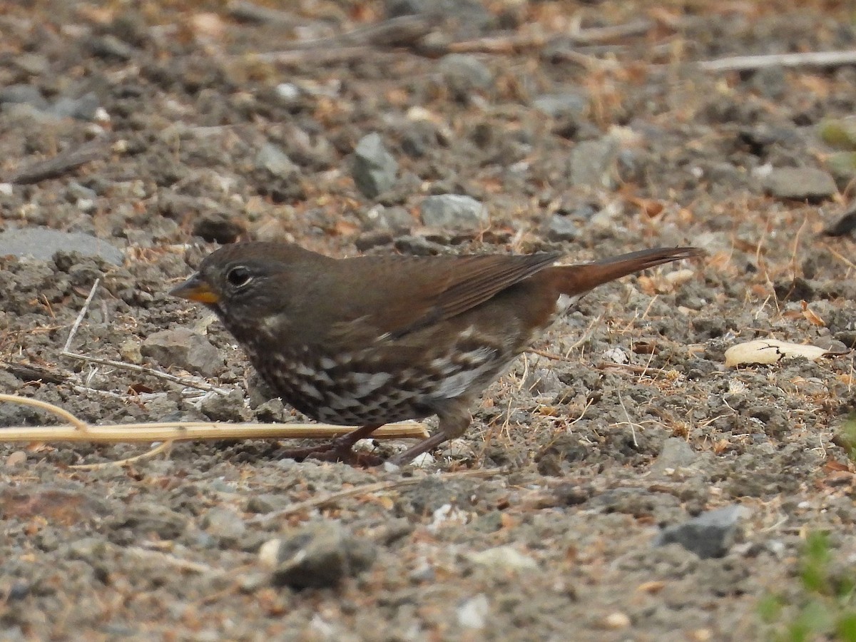 Fox Sparrow (Sooty) - ML642635554