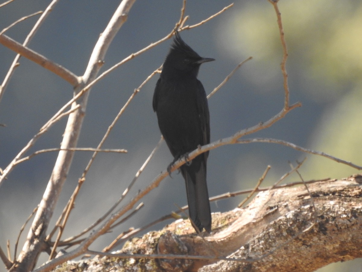 Crested Black-Tyrant - ML642635558