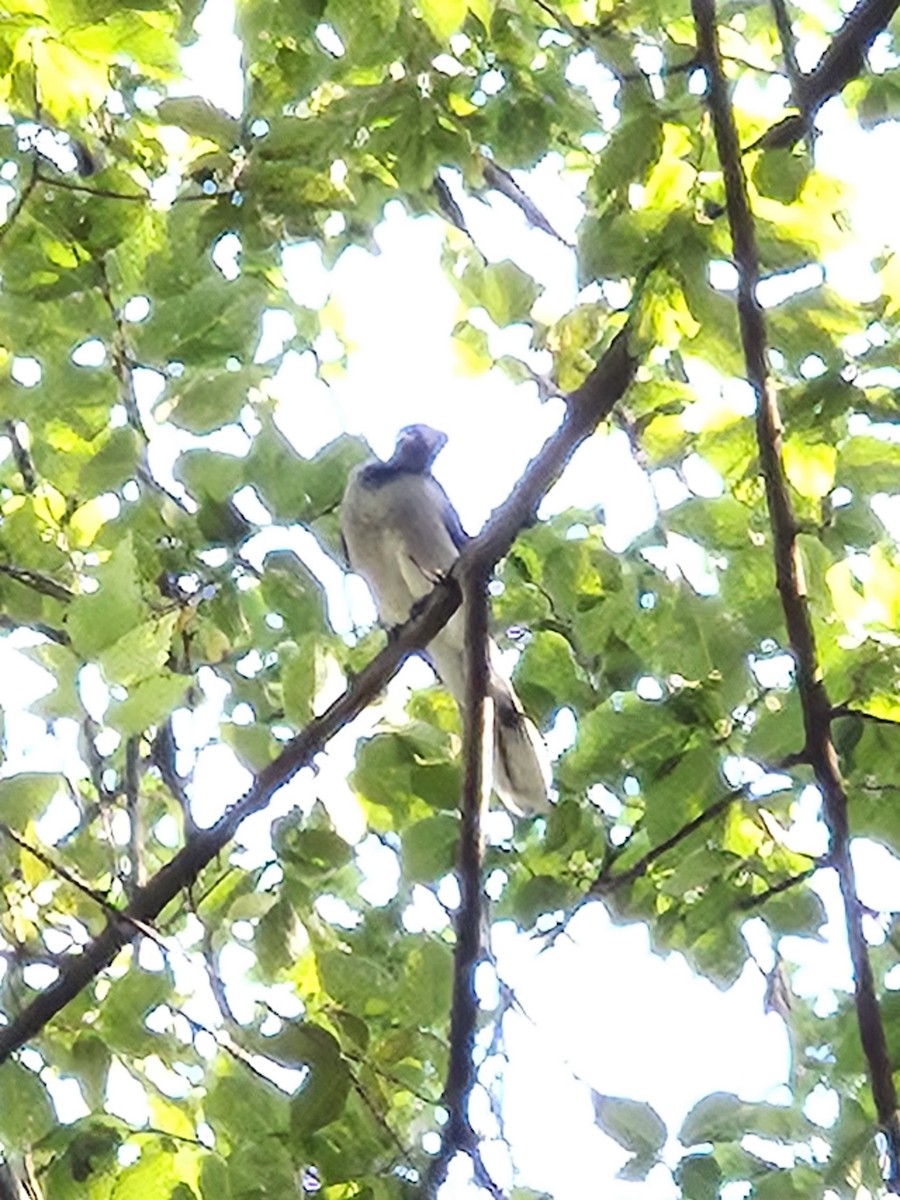 Blue Jay - ML642635561