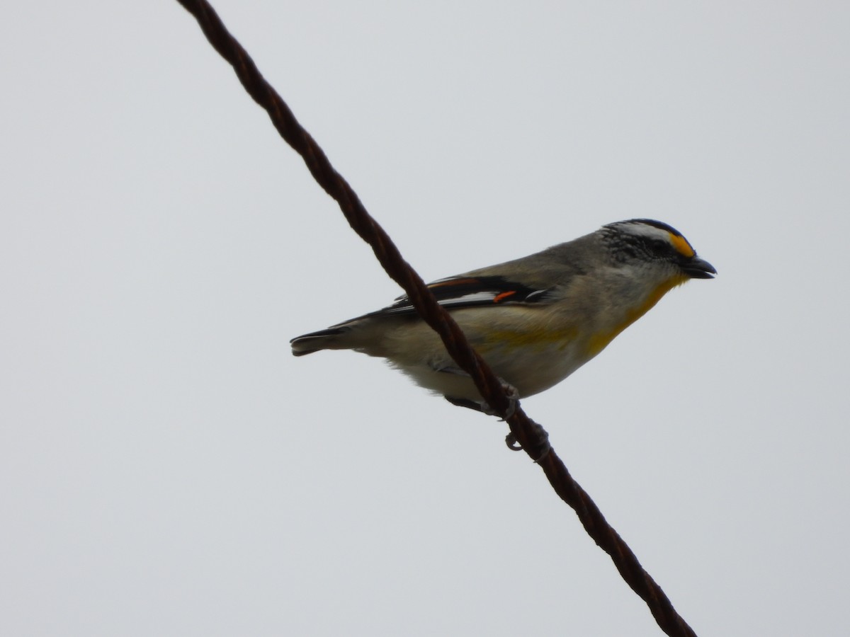 Striated Pardalote - ML642635571