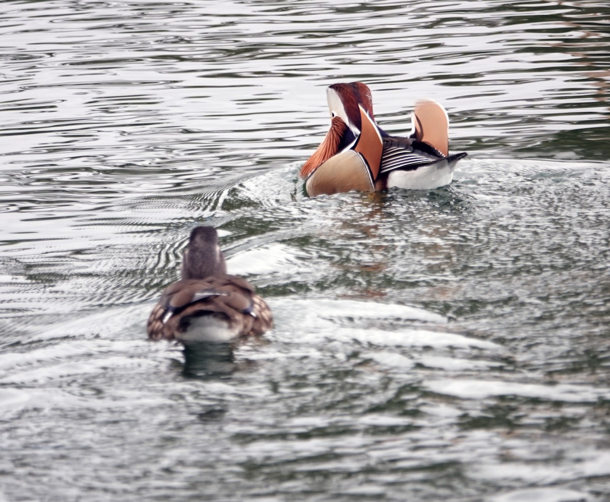 Mandarin Duck - ML642635573