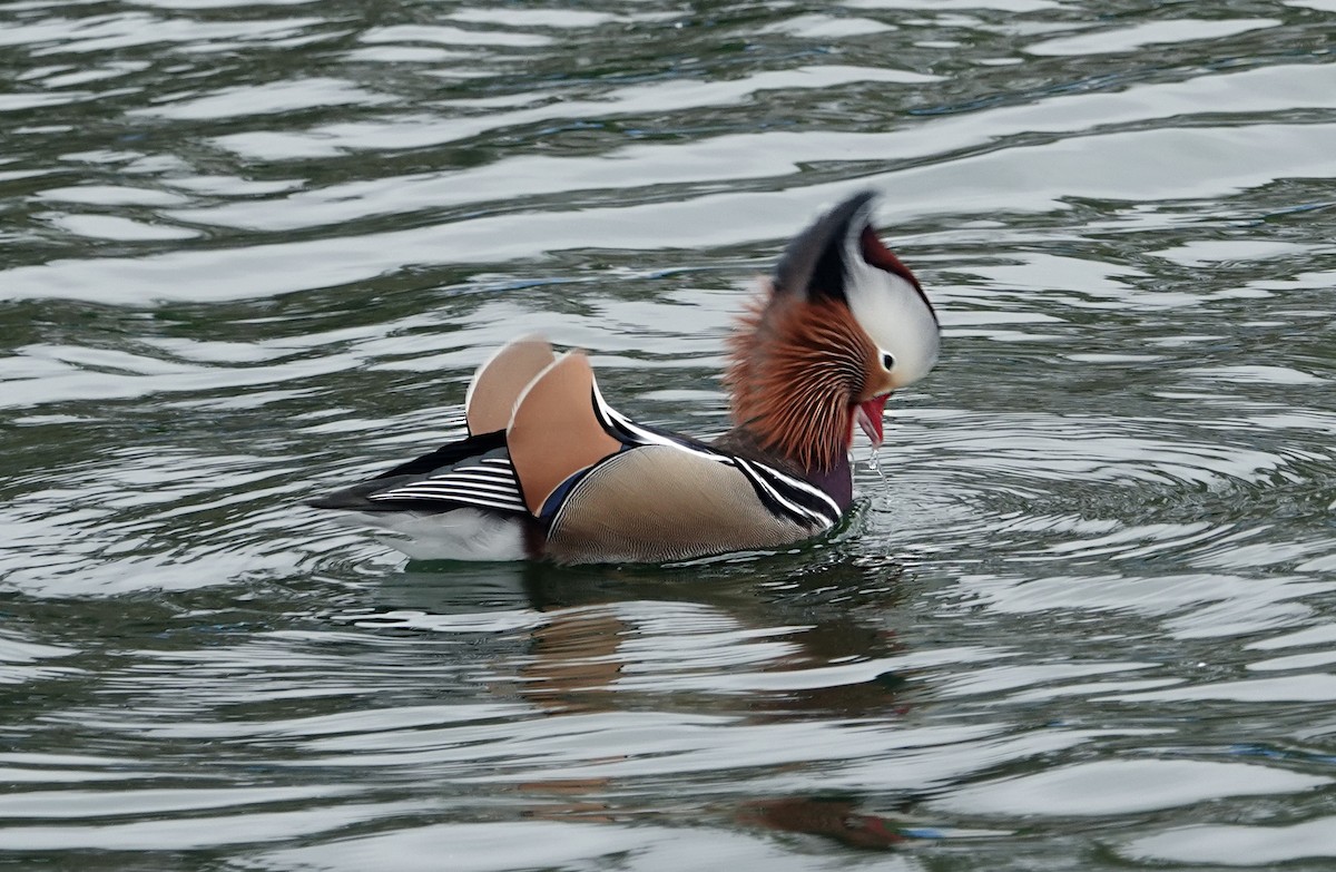Mandarin Duck - ML642635588
