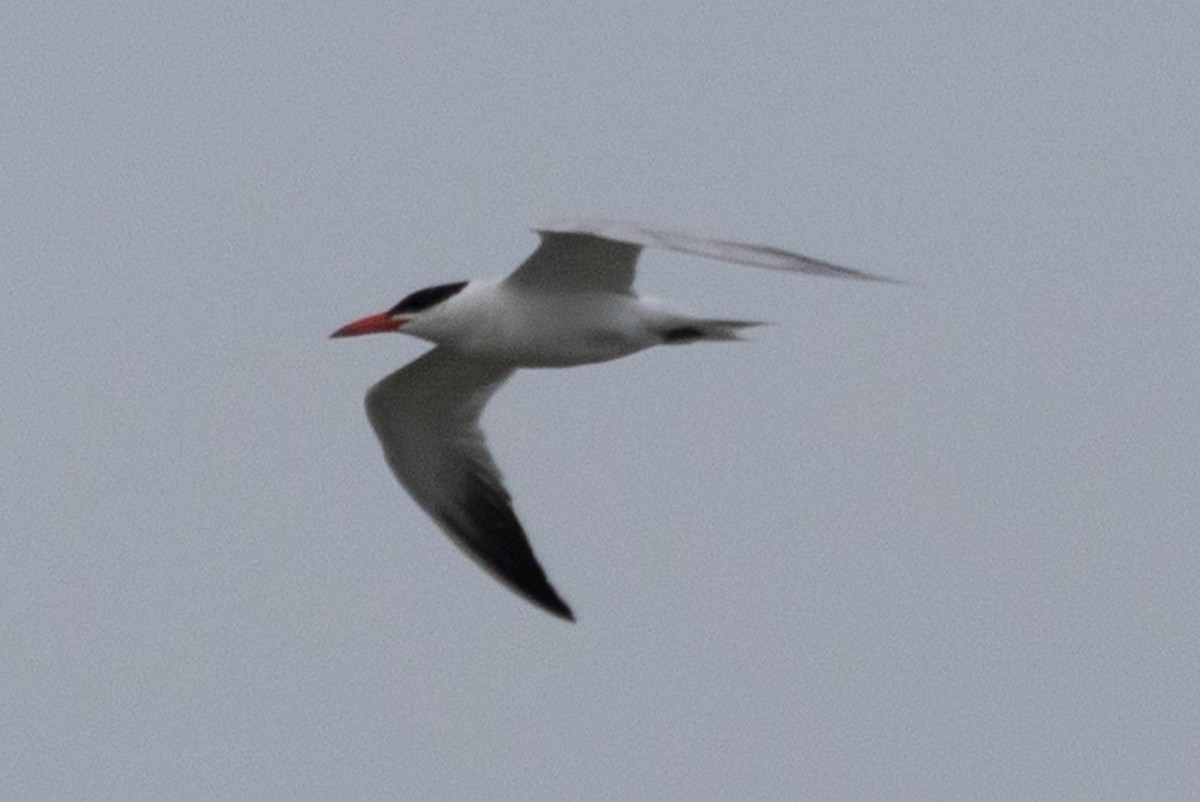 Caspian Tern - ML642635589