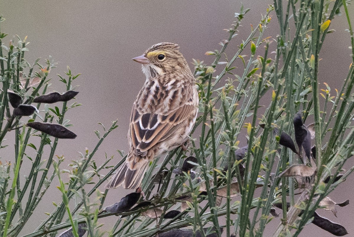 Savannah Sparrow - ML642635598
