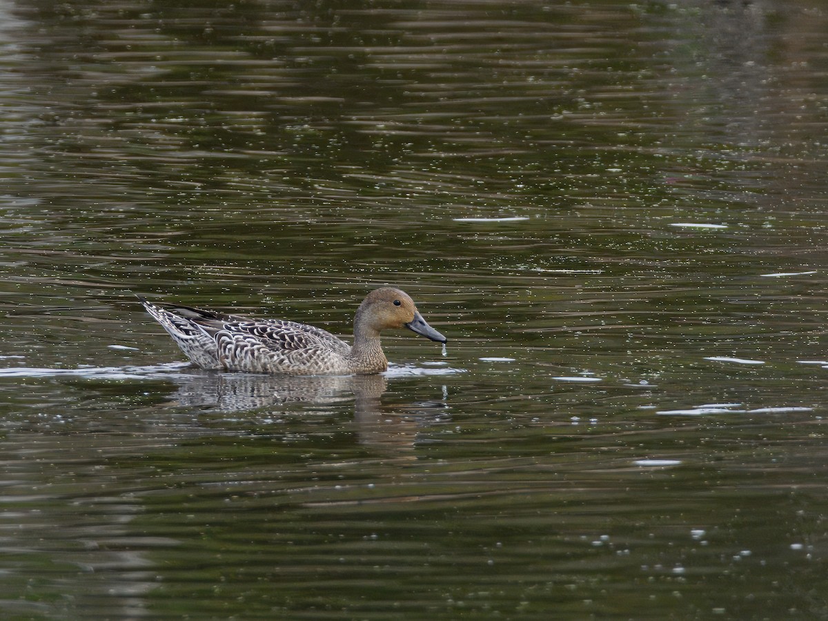 Northern Pintail - ML642635619