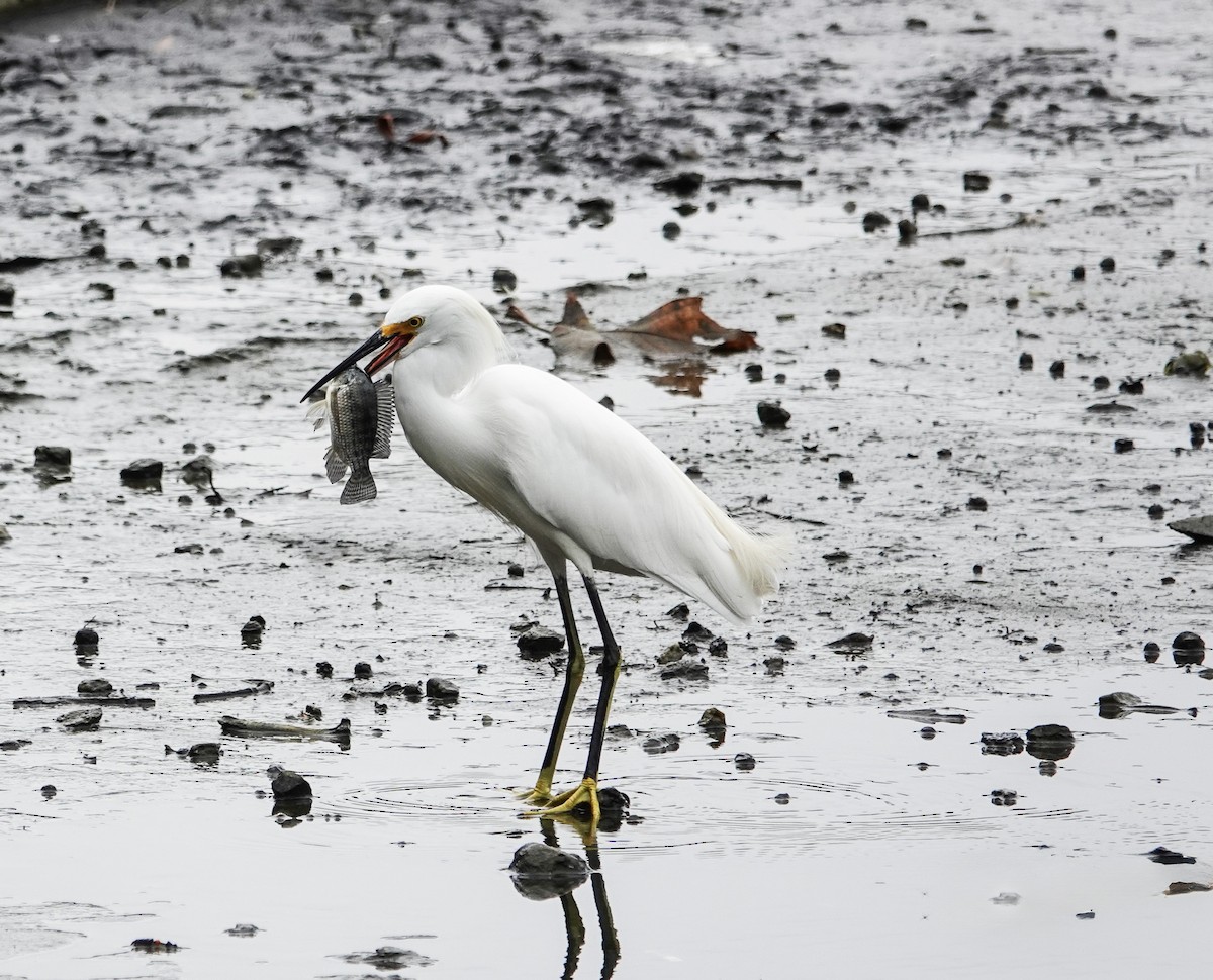 Snowy Egret - ML642635627