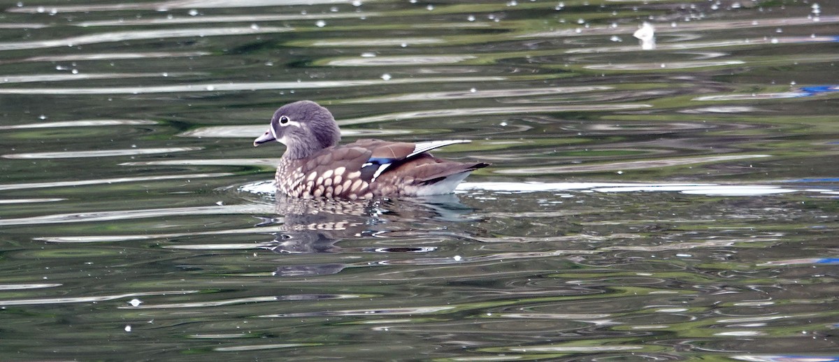 Mandarin Duck - ML642635634