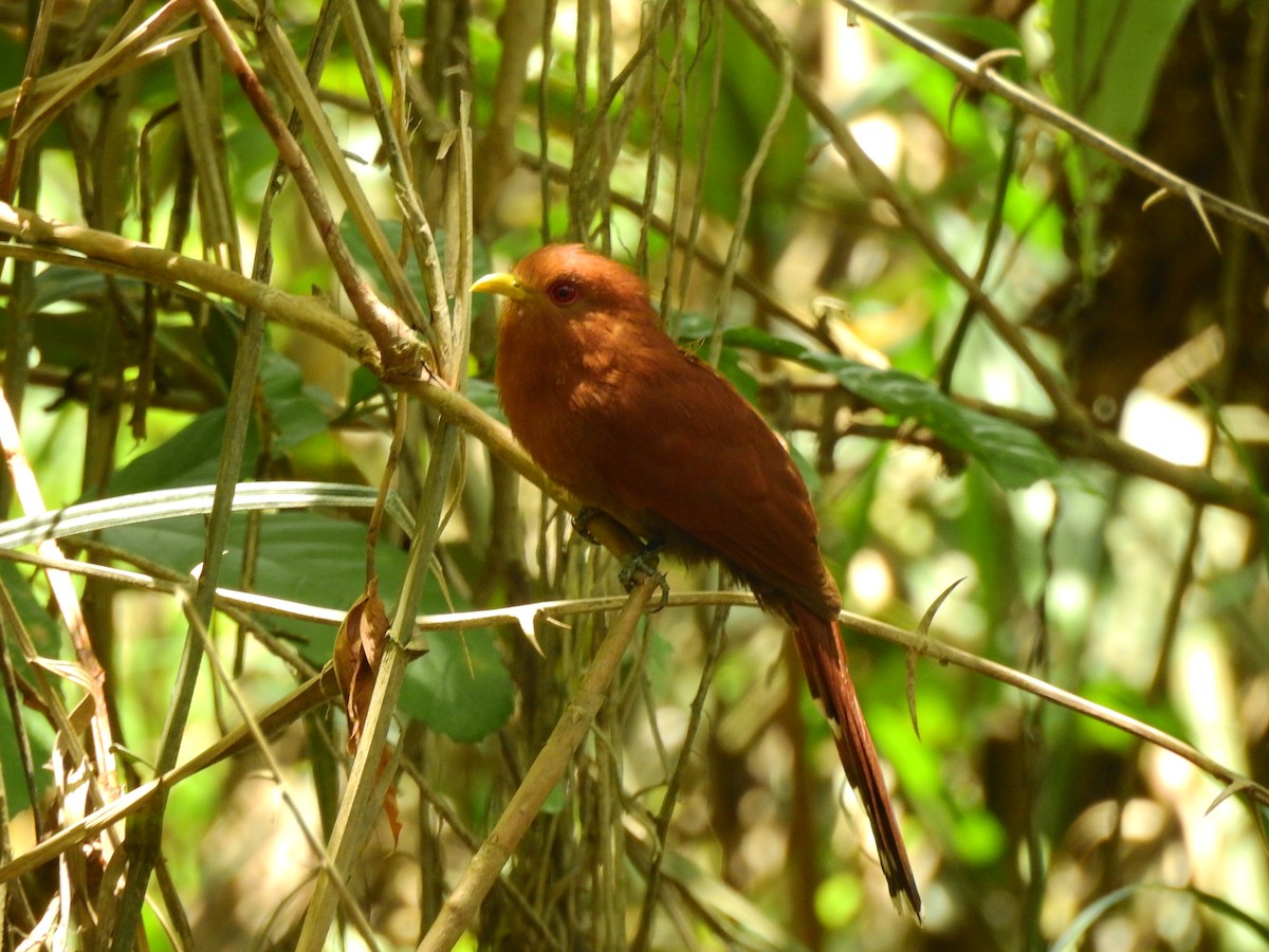Little Cuckoo - ML642635646