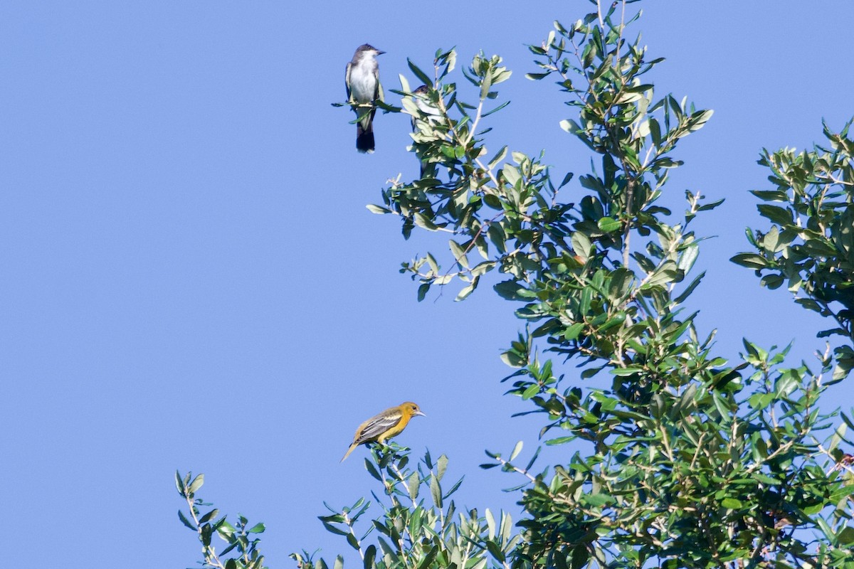 Baltimore Oriole - ML642635656