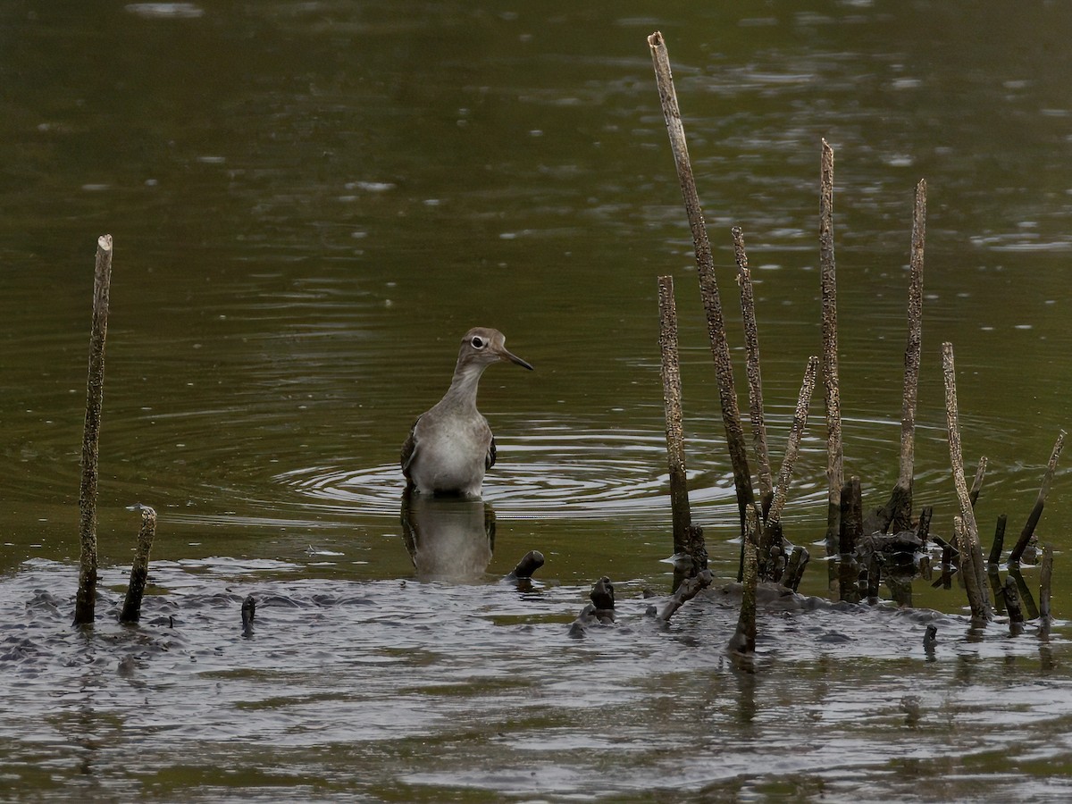 Spotted Sandpiper - ML642635661