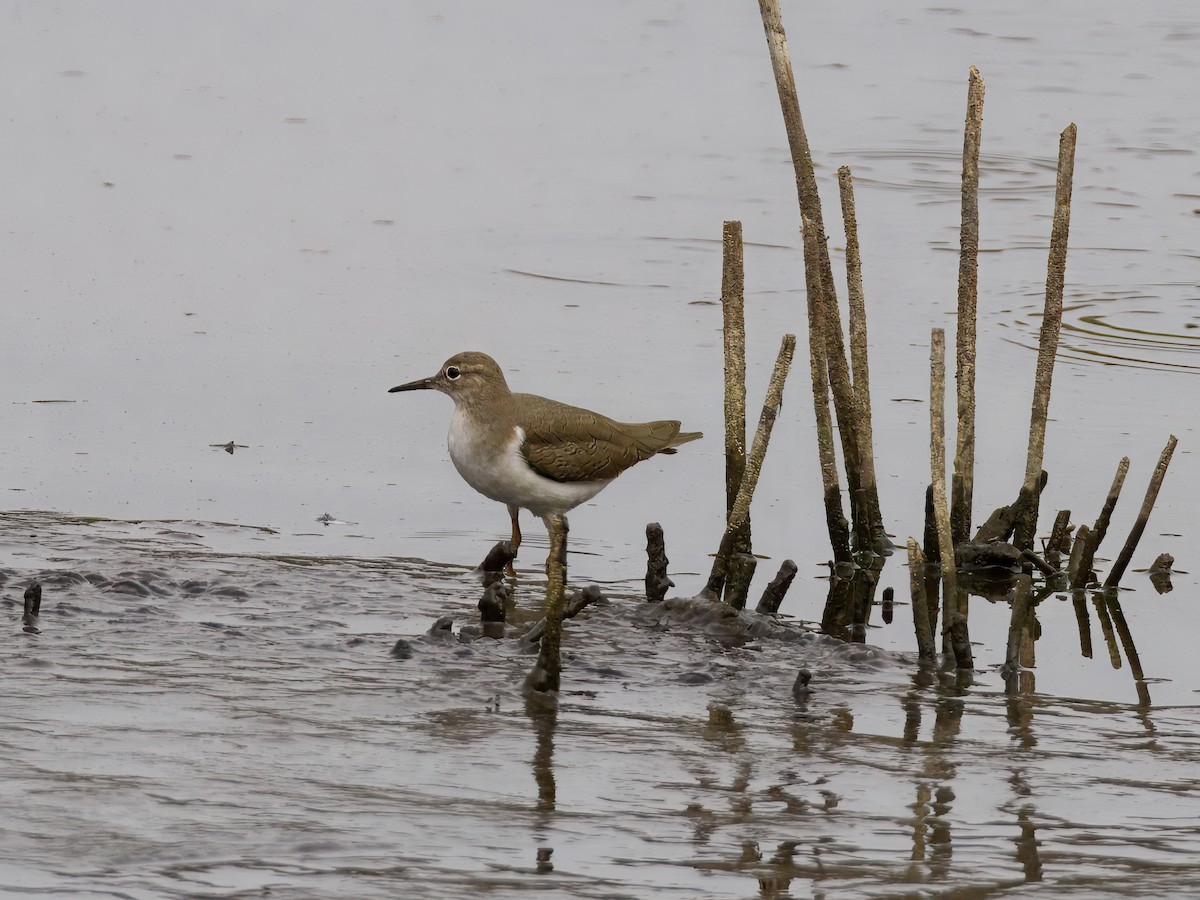 Spotted Sandpiper - ML642635662