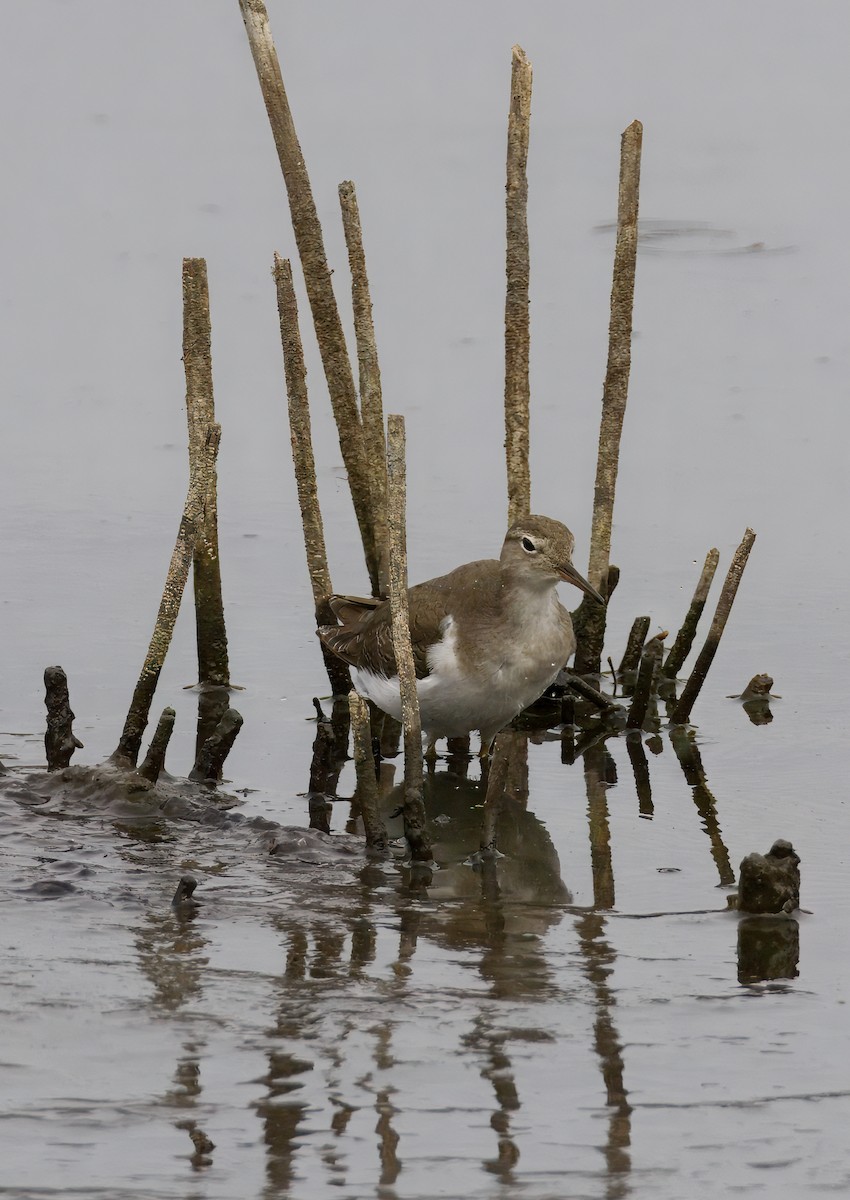 Spotted Sandpiper - ML642635663
