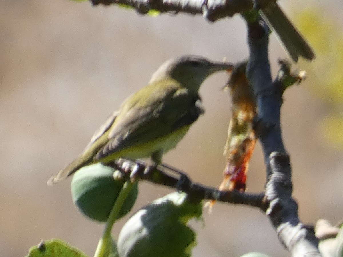 Yellow-green Vireo - ML642635671
