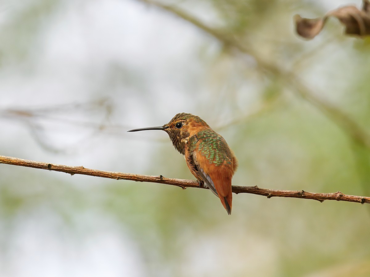 Allen's Hummingbird - ML642635673