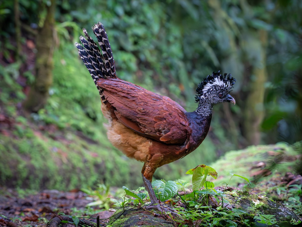 Great Curassow - ML642635705