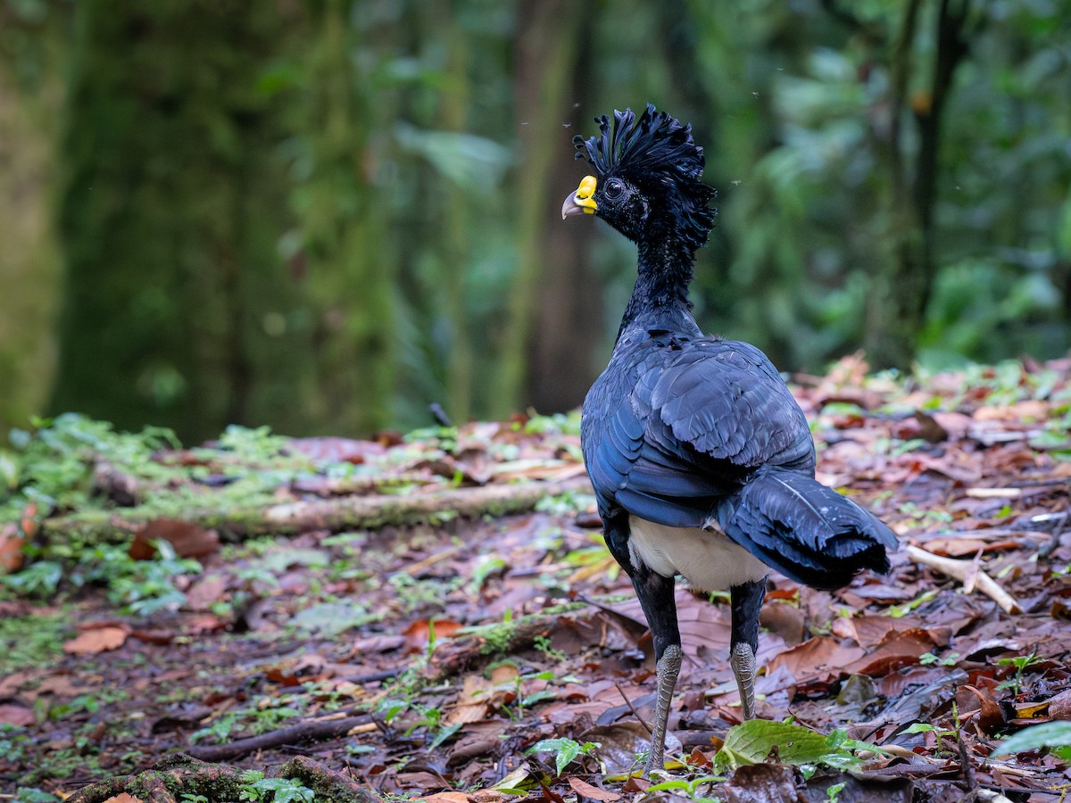 Great Curassow - ML642635706