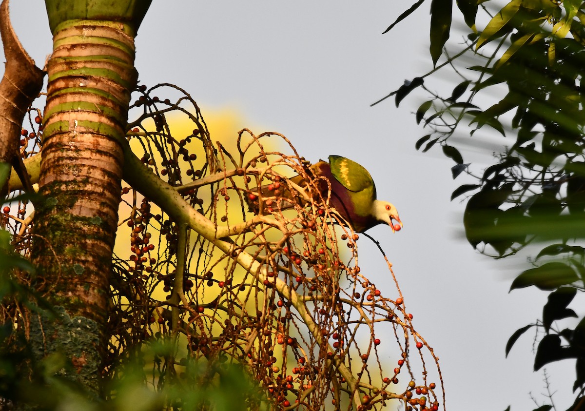 Wompoo Fruit-Dove - ML642635709