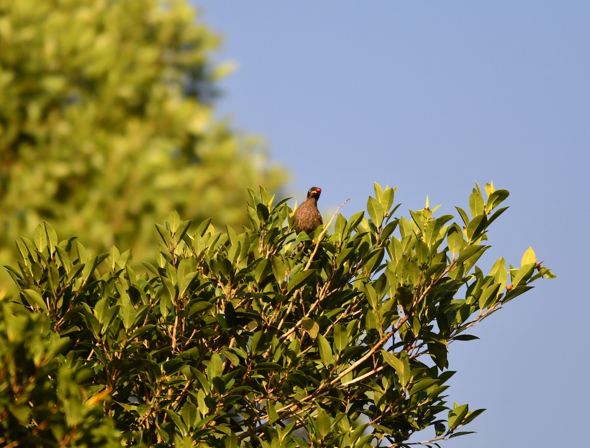 Bridled Honeyeater - ML642635722