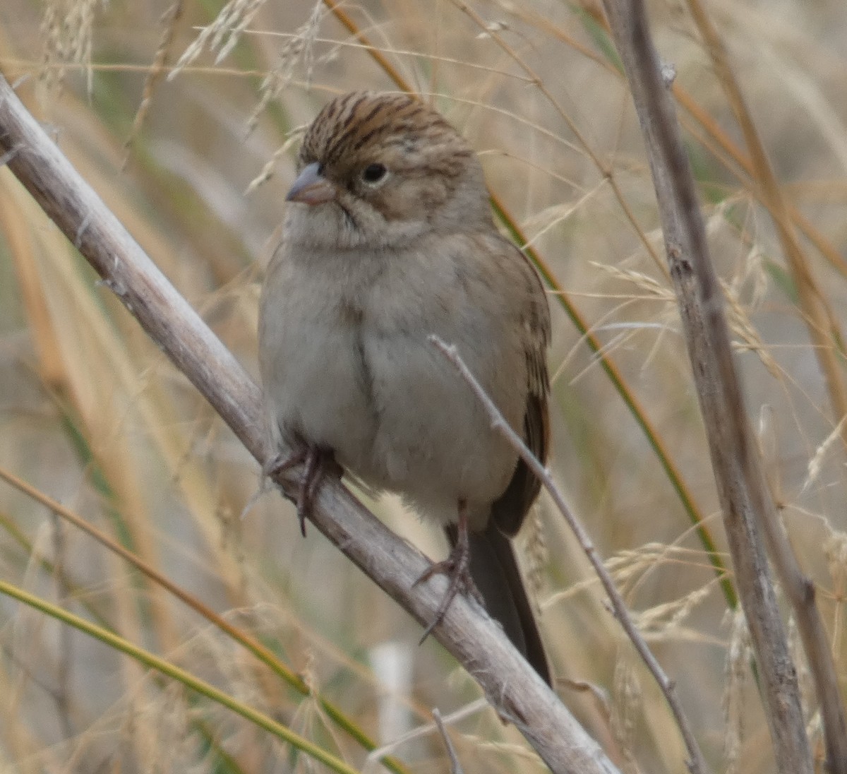 Brewer's Sparrow - ML642635731