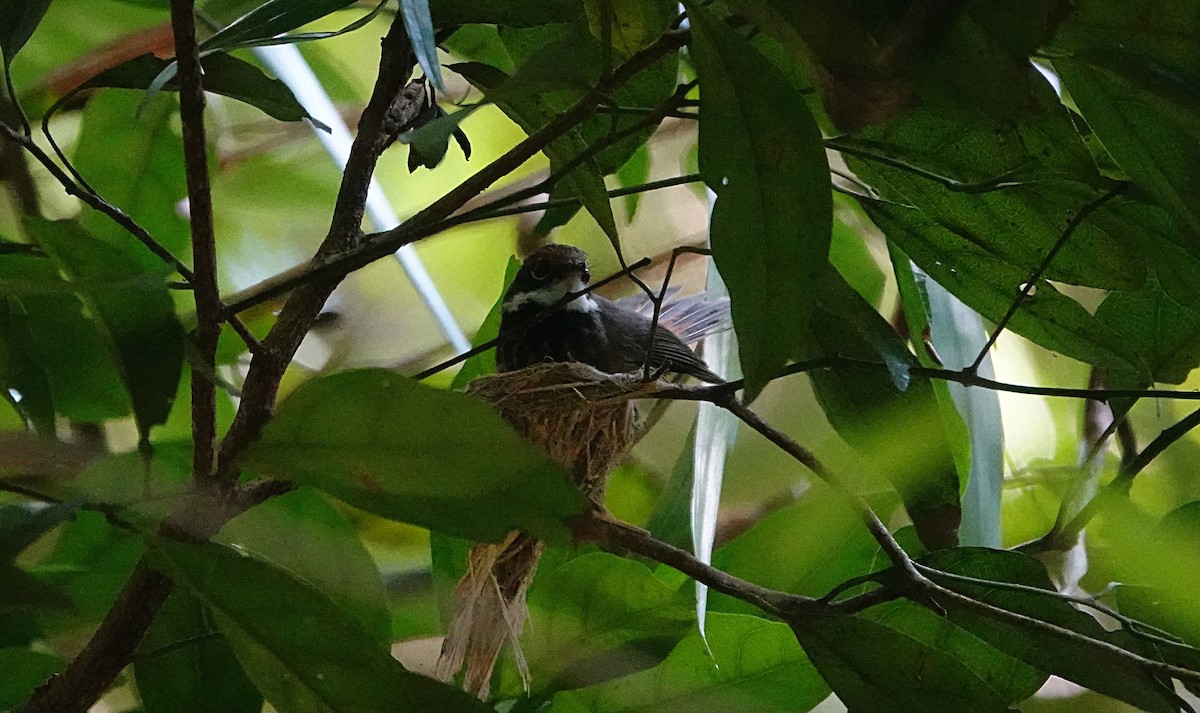 Australian Rufous Fantail - ML642635732