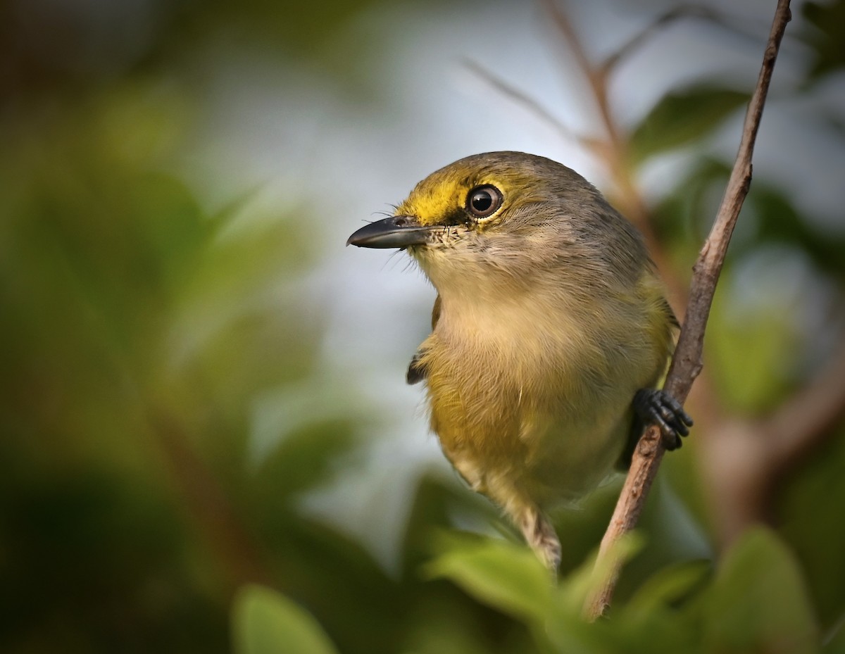 White-eyed Vireo - ML642635735