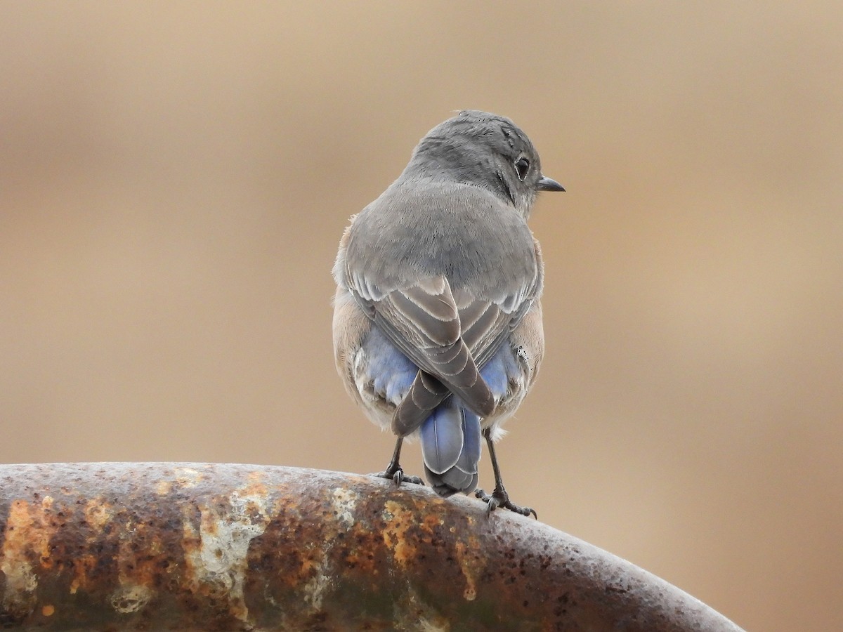 Western Bluebird - ML642635751