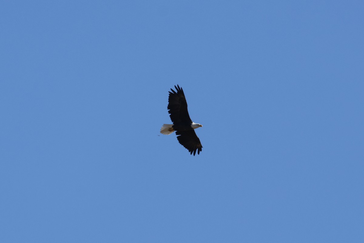 Bald Eagle - ML642635753