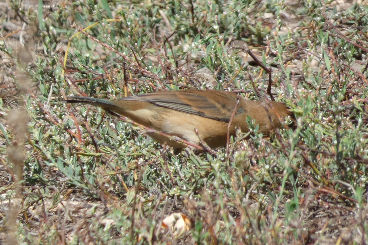 Indigo Bunting - ML642635755