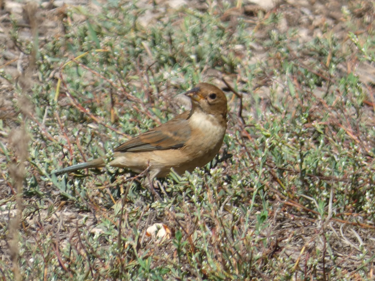 Indigo Bunting - ML642635756