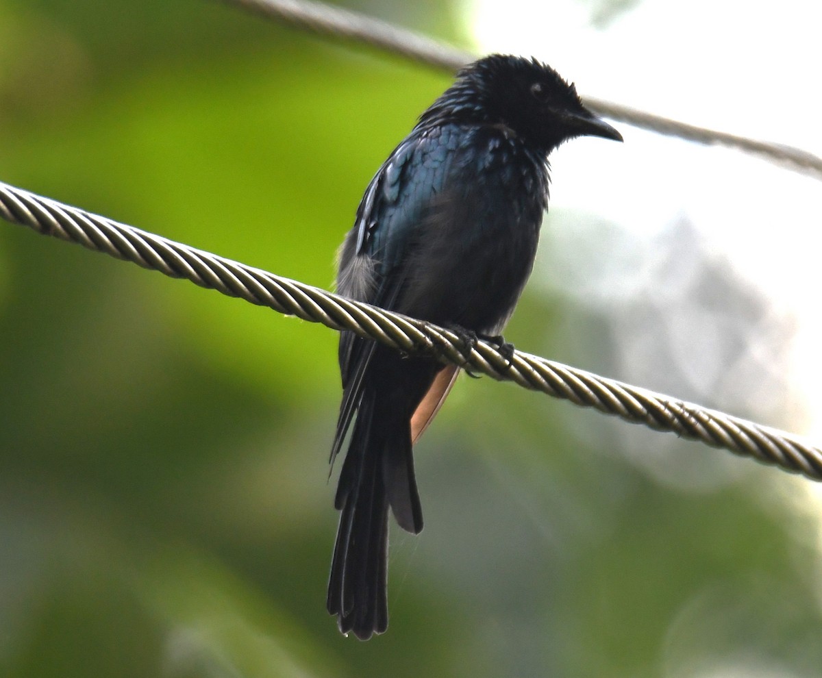 Bronzed Drongo - ML642635757