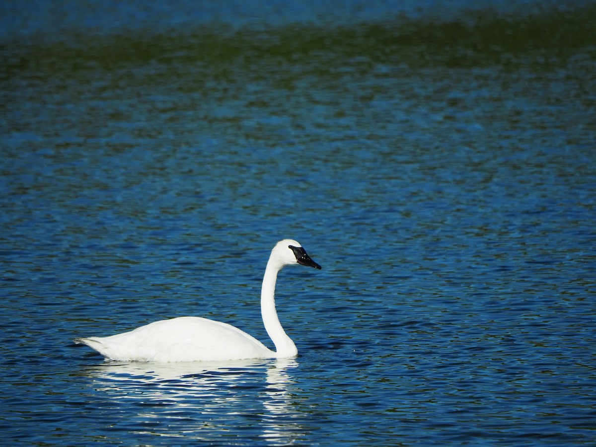 Trumpeter Swan - ML642635760