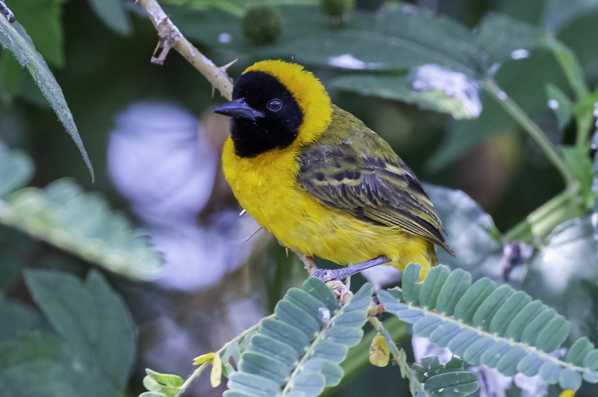 Slender-billed Weaver - ML642635761